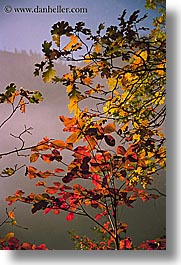 images/California/Yosemite/Trees/Leaves/fall-foliage-8.jpg