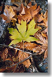 images/California/Yosemite/Trees/Leaves/fall-leaves.jpg