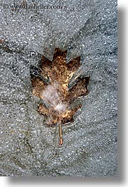 images/California/Yosemite/Trees/Leaves/leaf-in-ice-3.jpg