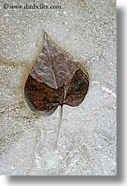 images/California/Yosemite/Trees/Leaves/leaf-in-ice-6.jpg