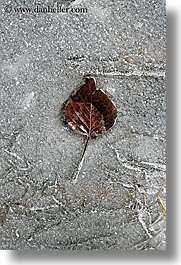 images/California/Yosemite/Trees/Leaves/leaf-in-ice-7.jpg