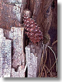 images/California/Yosemite/Trees/Leaves/yosemite-pine.jpg