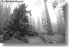 images/California/Yosemite/Trees/Sequoia/fallen-sequoia-bw.jpg