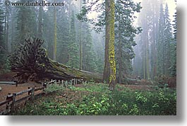images/California/Yosemite/Trees/Sequoia/sequoia-forest-1.jpg