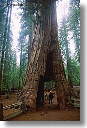 images/California/Yosemite/Trees/Sequoia/sequoia-hole.jpg