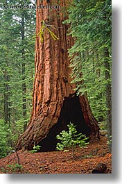 images/California/Yosemite/Trees/Sequoia/sequoia-sapling-1.jpg