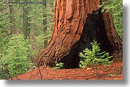 images/California/Yosemite/Trees/Sequoia/sequoia-sapling-2.jpg