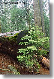 images/California/Yosemite/Trees/Sequoia/sequoia-sapling-3.jpg