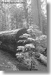 images/California/Yosemite/Trees/Sequoia/sequoia-sapling-bw.jpg