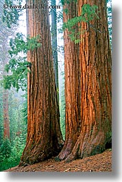 california, nature, plants, redwood trees, redwoods, sequoia, trees, trio, vertical, west coast, western usa, yosemite, photograph
