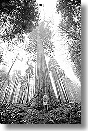 images/California/Yosemite/Trees/Sequoia/sequoia-umbrella-bw.jpg