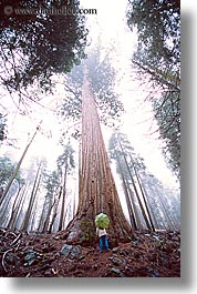 images/California/Yosemite/Trees/Sequoia/sequoia-umbrella.jpg