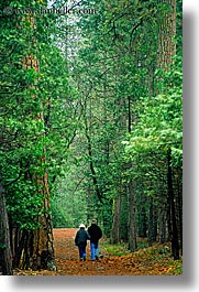 images/California/Yosemite/Trees/Sequoia/sequoia-walk-1.jpg
