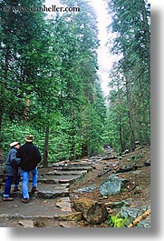 images/California/Yosemite/Trees/Sequoia/sequoia-walk-2.jpg