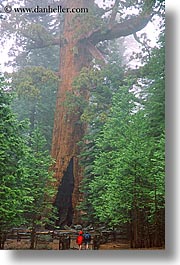 images/California/Yosemite/Trees/Sequoia/sequoia-walk-3.jpg