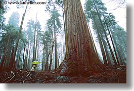 images/California/Yosemite/Trees/Sequoia/sequoia-walk-4.jpg