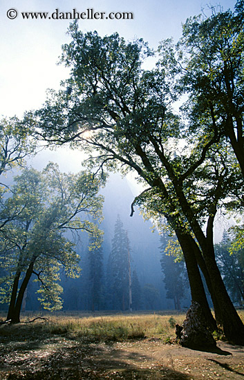 arched-trees-a.jpg