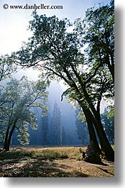 images/California/Yosemite/Trees/arched-trees-a.jpg