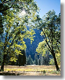 archways, california, nature, plants, trees, vertical, west coast, western usa, yosemite, photograph