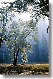 images/California/Yosemite/Trees/arched-trees-c.jpg