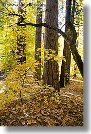 images/California/Yosemite/Trees/arched-trees-d.jpg