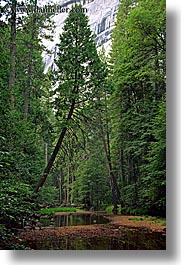 california, curved, forests, nature, plants, stream, trees, vertical, west coast, western usa, yosemite, photograph
