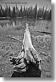 images/California/Yosemite/Trees/dog-lake-log-bw.jpg