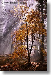 images/California/Yosemite/Trees/fall-foliage-1.jpg