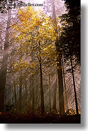images/California/Yosemite/Trees/fall-foliage-2.jpg