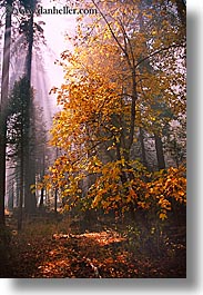 images/California/Yosemite/Trees/fall-foliage-4.jpg