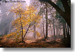 images/California/Yosemite/Trees/fall-foliage-6.jpg