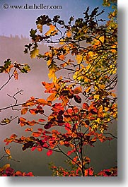 images/California/Yosemite/Trees/fall-foliage-8.jpg