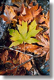 images/California/Yosemite/Trees/fall-leaves.jpg
