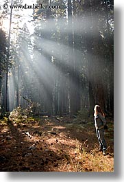 images/California/Yosemite/Trees/forest-sunrays-02.jpg