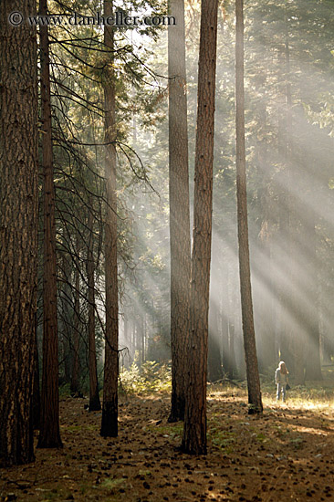 forest-sunrays-07.jpg