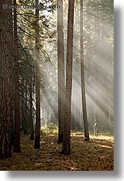 images/California/Yosemite/Trees/forest-sunrays-07.jpg