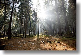 images/California/Yosemite/Trees/forest-sunrays-09.jpg