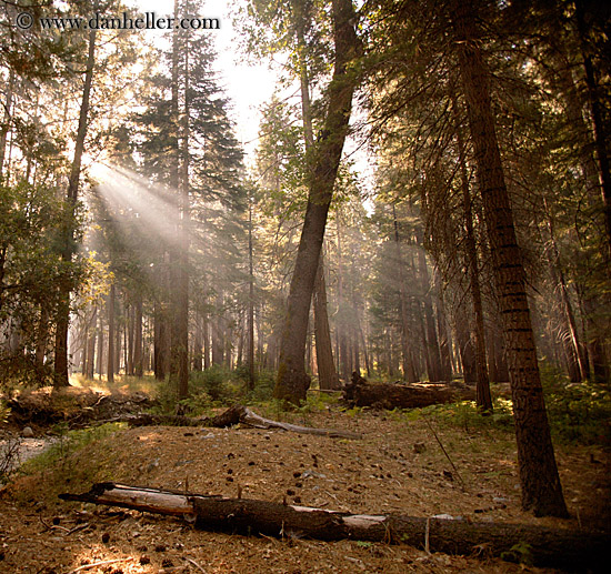 forest-sunrays-10.jpg