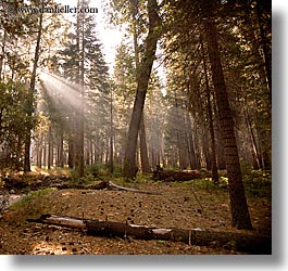 images/California/Yosemite/Trees/forest-sunrays-10.jpg