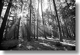 images/California/Yosemite/Trees/forest-sunrays-11.jpg