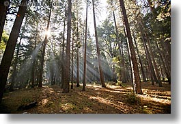 images/California/Yosemite/Trees/forest-sunrays-12.jpg