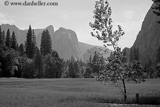 leaning-tree-mtns-bw.jpg