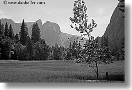 black and white, california, horizontal, leaning, mountains, nature, plants, trees, west coast, western usa, yosemite, photograph