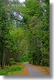 images/California/Yosemite/Trees/paved-path-n-trees.jpg