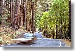 images/California/Yosemite/Trees/road-trees-car.jpg