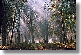 images/California/Yosemite/Trees/streaming-light.jpg
