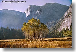 images/California/Yosemite/Trees/tree-group-horiz.jpg