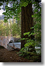 images/California/Yosemite/Trees/tree-n-bridge-1.jpg