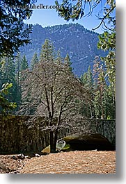 images/California/Yosemite/Trees/tree-n-bridge-2.jpg