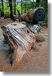 images/California/Yosemite/Trees/tree-stump-n-log.jpg